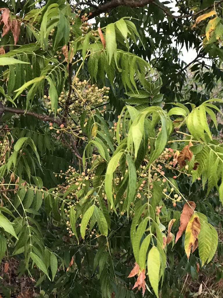 Chinese pistache from Lake Wichita Park, Wichita Falls, TX, US on ...