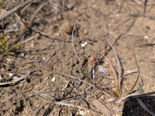 Carolina draba (Tomostima reptans)
