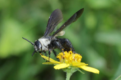 Campsomeriella