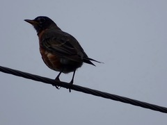 Turdus migratorius