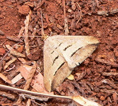 Chiasmia subcurvaria