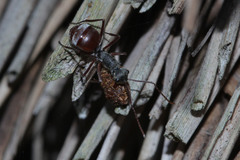 Polyrhachis bicolor