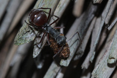 Polyrhachis bicolor