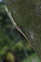 Dasia olivacea