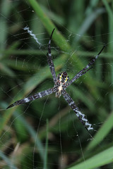 Argiope appensa
