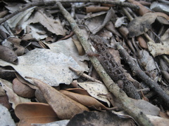 Pachydactylus maculatus