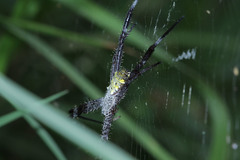 Argiope appensa