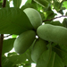 Common Pawpaw - Photo (c) Wendell Smith, some rights reserved (CC BY)
