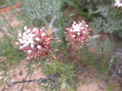 Serruria effusa