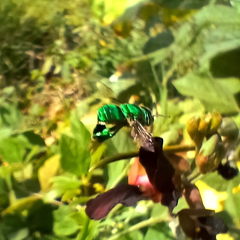 Typical Orchid Bees from 73RV+V97, Lambayeque 14013, Perú on April 25 ...
