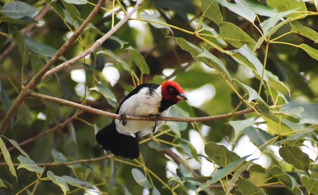 Red-capped Cardinal from Riberalta, Bolivia on April 27, 2025 at 11:43 ...
