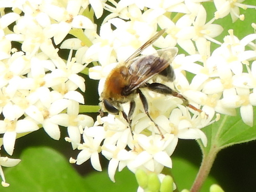 Midwestern Mimic Fly