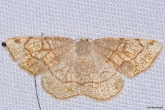 Stegania trimaculata