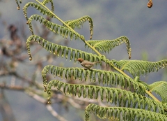 Orthotomus sepium
