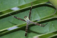Argiope appensa
