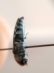 Agrilus walsinghami