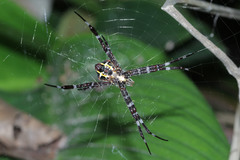 Argiope appensa