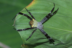 Argiope appensa