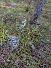 Spiranthes lacera lacera