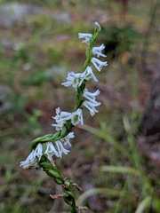 Spiranthes lacera lacera