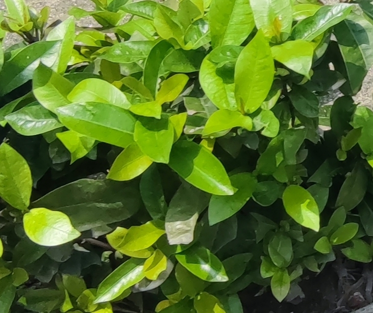 Imagem de Pimenta-de-macaco