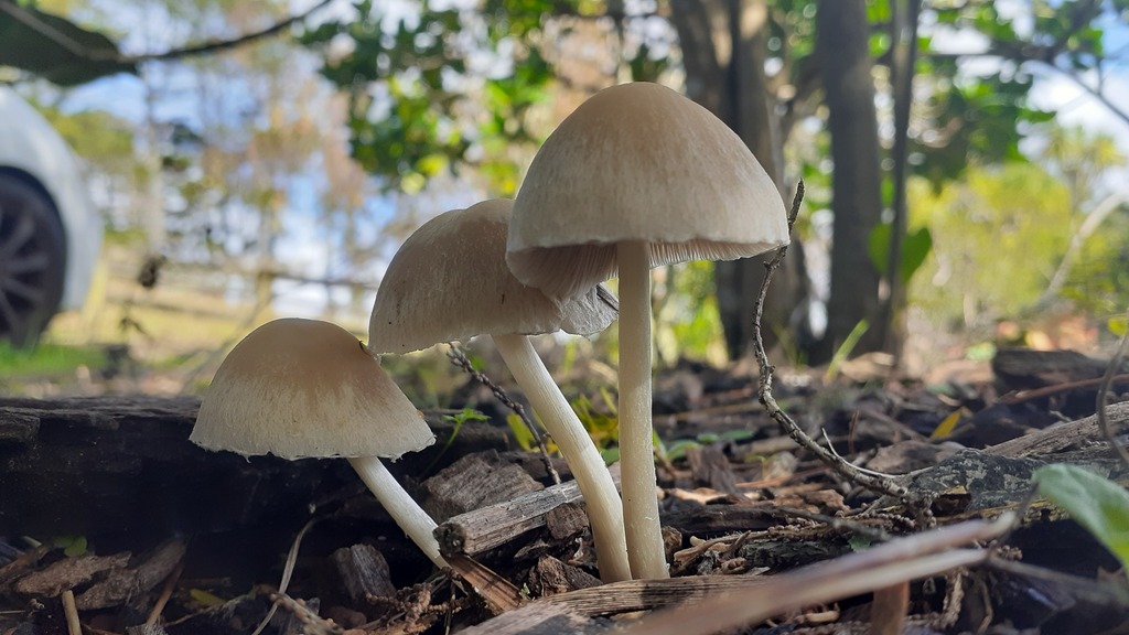 Candolleomyces candolleanus · April 2025 · photo: © aardvark04 (iNaturalist, cc0)
