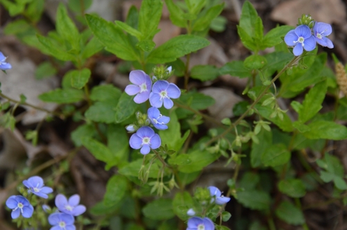 Image of Veronica umbrosa by (c) Ирина Хохрякова, some rights reserved (CC BY)