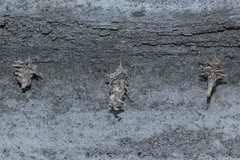 Brachycyttarus griseus