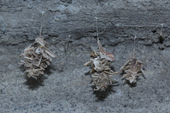 Brachycyttarus griseus