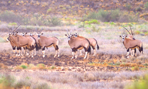 Gemsbok photographed in New Mexico