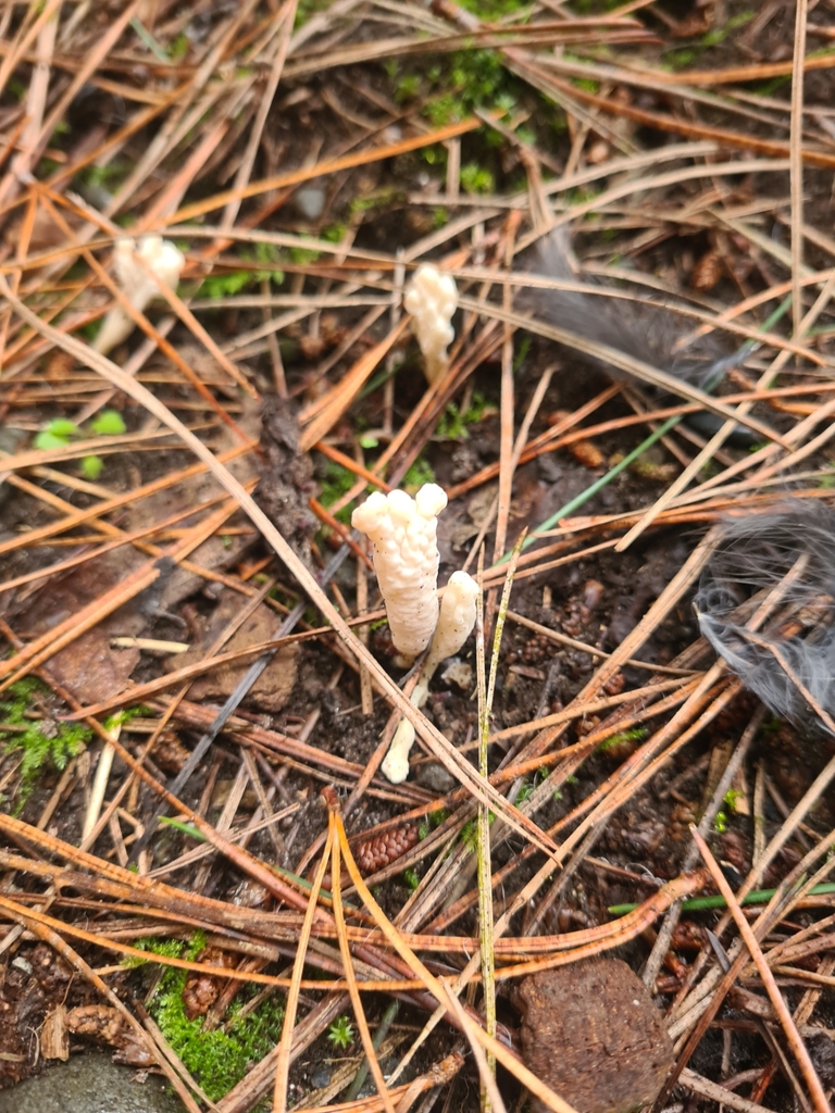 Clavulina rugosa · April 2025 · photo: © elliecornish (iNaturalist, cc0)