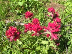 Castilleja parviflora oreopola