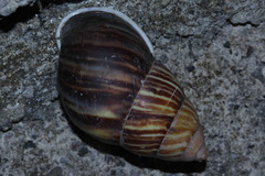 Amphidromus perversus