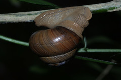 Asperitas sparsa