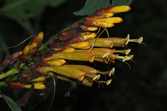 Sanchezia parvibracteata
