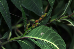 Sanchezia parvibracteata