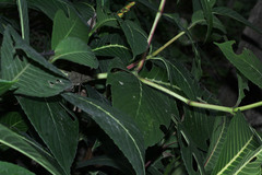 Sanchezia parvibracteata