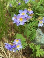 Polemonium californicum