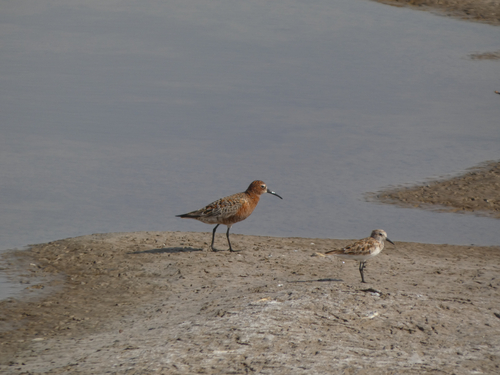 Curlew Sandpiper