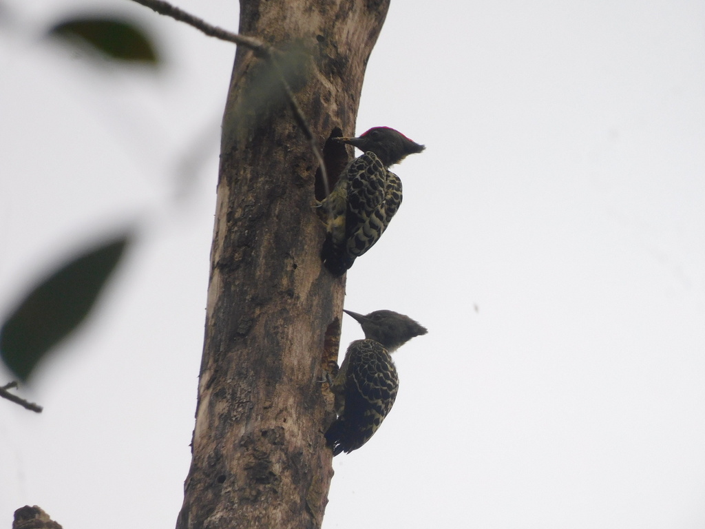 Gray-and-buff Woodpecker (Hemicircus concretus)