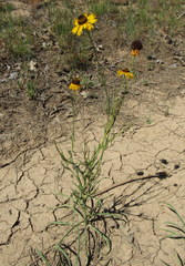 Helenium arizonicum