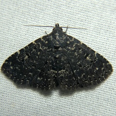 Metalectra tantillus