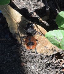 Dasymutilla clotho