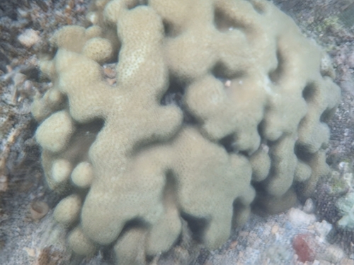 Porites annae observed 2025-04-27