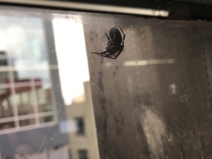 Araneidae