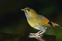 Liocichla steerii