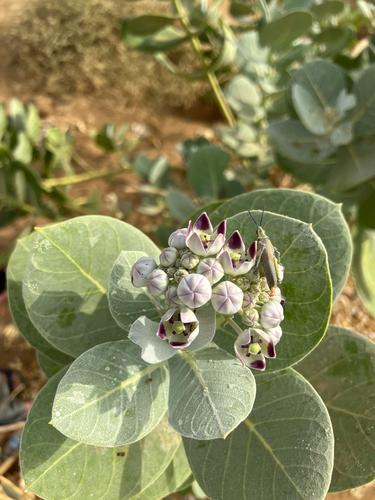 giant milkweed