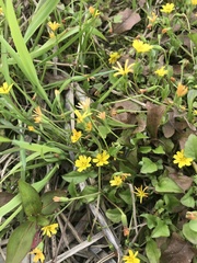 Lapsanastrum apogonoides, photograph author not stated, no rights reserved