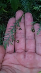 Linum perenne