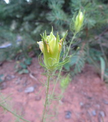 Cordylanthus wrightii